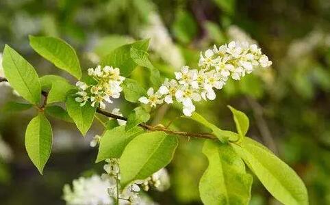  樸樹開什么顏色的花，樸樹開花結果圖片？ 